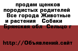 продам щенков породистых родителей - Все города Животные и растения » Собаки   . Брянская обл.,Сельцо г.
